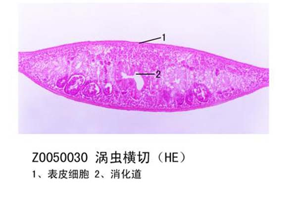 渦蟲(chóng)橫切