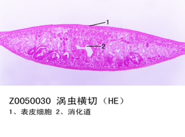 渦蟲(chóng)橫切