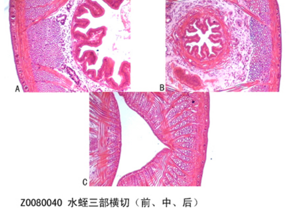 水蛭三部橫切（前、中、后）