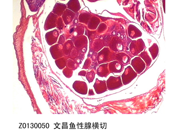 文昌魚(yú)腺橫切