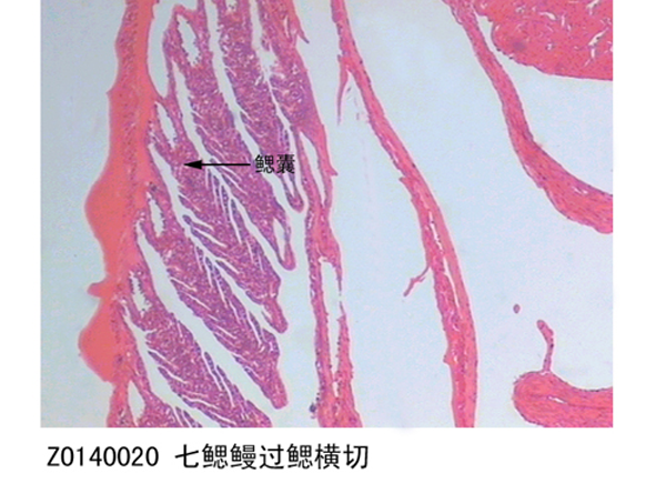 七鰓鰻過(guò)鰓橫切