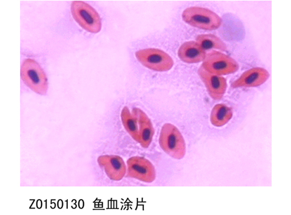魚(yú)血涂片