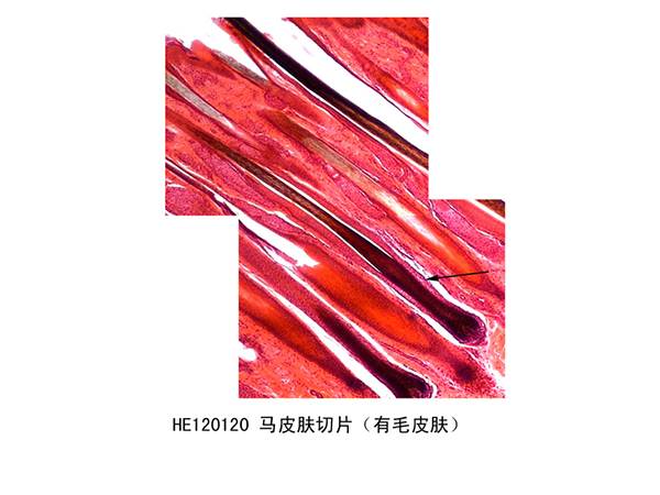 感覺(jué)器官