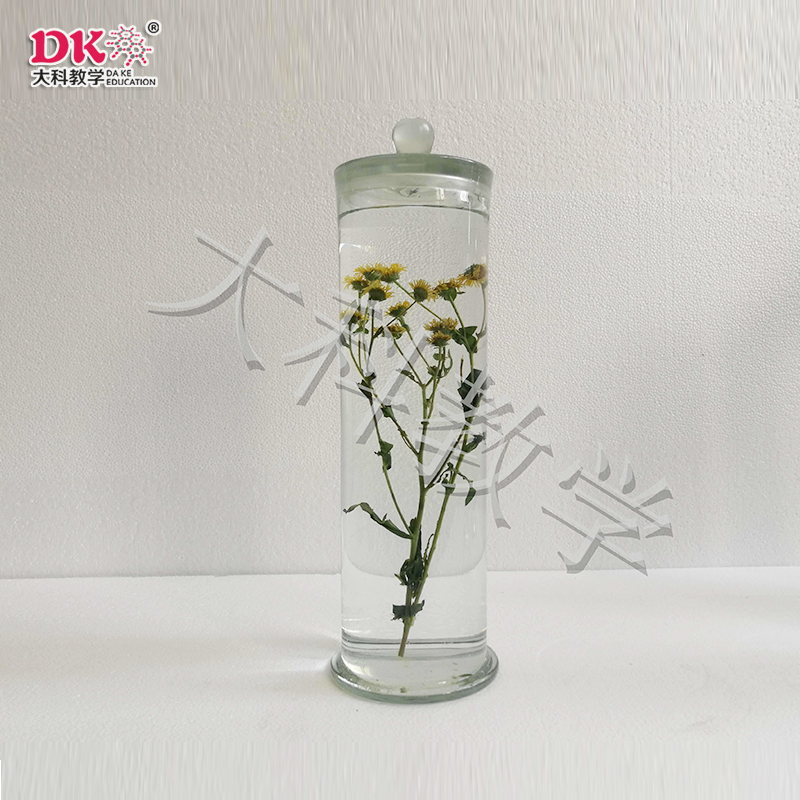 旋復花浸制標本
