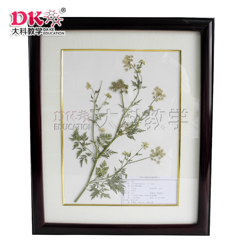 植物標本系列