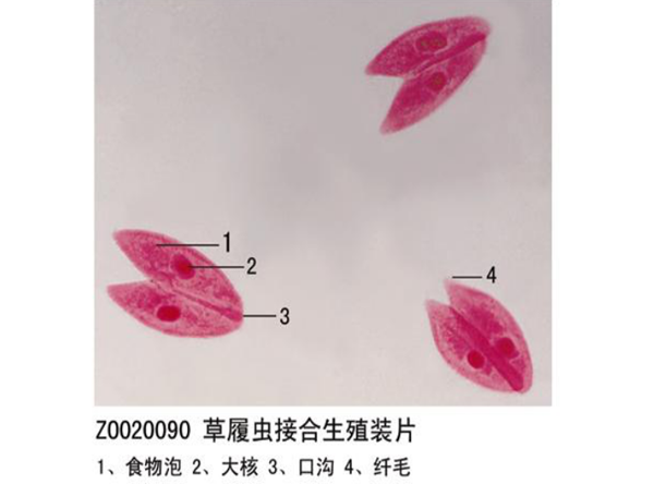 草履蟲(chóng)接口生殖裝片
