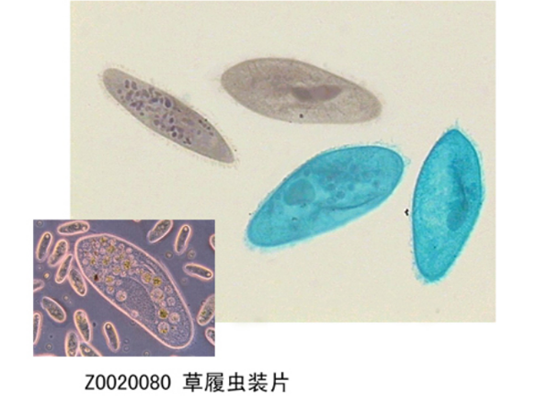 常規(guī)切片的注意事項 