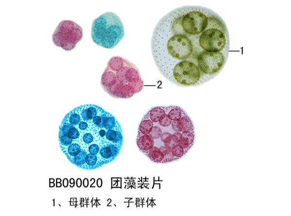 團藻裝片